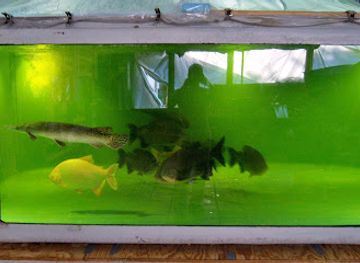 florida/fakahatchee-strand-preserve-state-park/attraction/fish-story-aquarium-attraction-fish-rescue-open-only-by-appointment