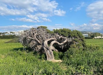 cyprus/avakas-gorge/attraction/old-juniper-tree