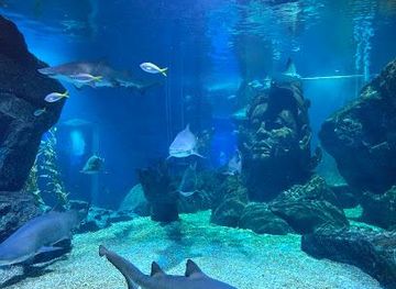 thailand/bangkok/attraction/sea-life-bangkok-ocean-world