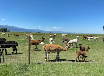 montana/beartooth-highway/attraction/sentinel-ranch-alpacas