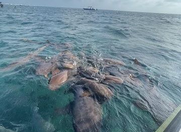 belize/caye-caulker/attraction/shark-ray-alley