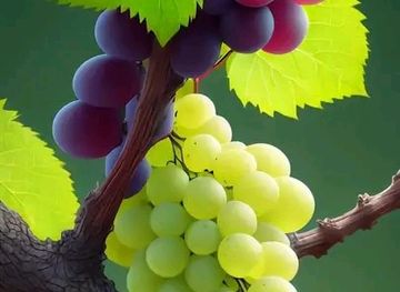 malawi/dzalanyama-forest-reserve/attraction/namitete