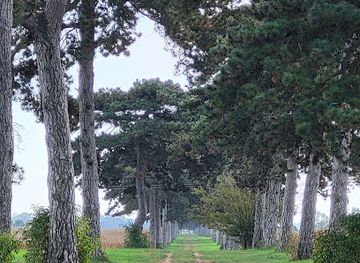 hungary/keszthely/attraction/fenyves-alle