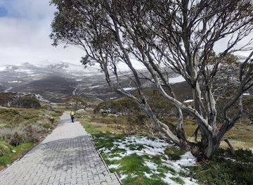 australia/snowy-mountains/attraction/snow-gums-boardwalk