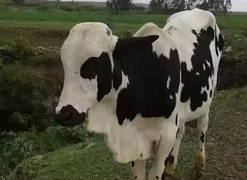 eritrea/mendefera/attraction/ziban-unu