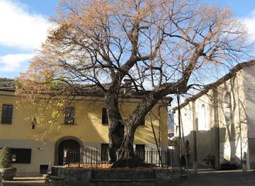 italy/aosta-valley/attraction/tiglio-di-sant-orso