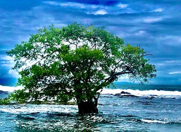 costa-rica/nicoya-peninsula/attraction/jesus-tree