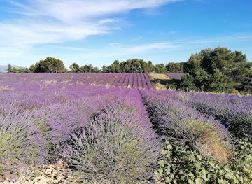 france/provence/attraction/champs-de-lavande
