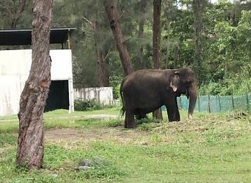 brunei/jerudong-park-playground/attraction/kay-tak-female-asian-elephant