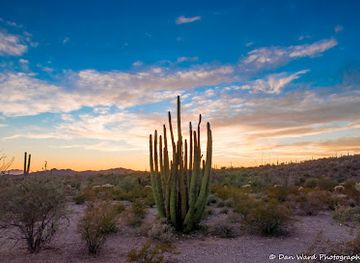 arizona/saguaro-national-park/attraction/organ-pipe-cactus-national-monument