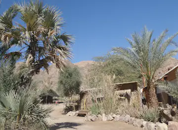 Camel Ranch- Eilat