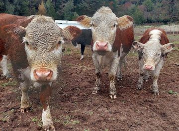 argentina/villa-la-angostura/attraction/la-edilia