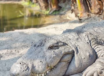 bhutan/phuentsholing/attraction/chrocodile-museum