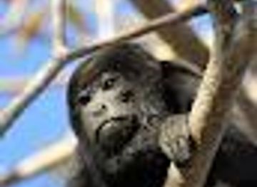 costa-rica/playa-flamingo/attraction/tamarindo-estuary-tours