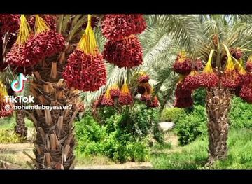 egypt/sohag/attraction/alsahra