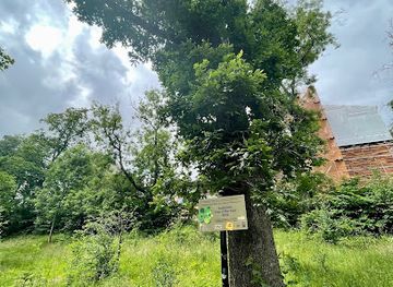 united-kingdom/glasgow/attraction/the-suffragette-oak