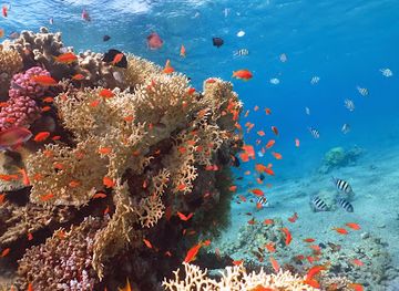 israel/eilat/attraction/dive-eilat
