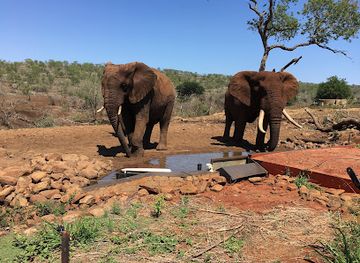 south-africa/elephant-coast/attraction/zimanga-private-game-reserve