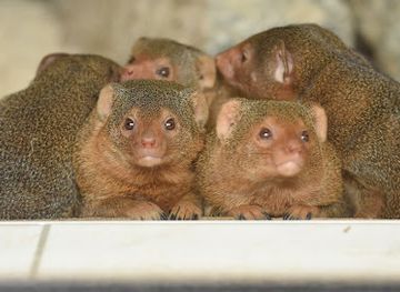 germany/ore-mountains/attraction/zoo-of-minis