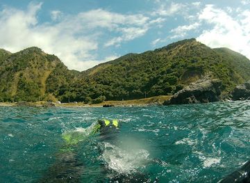 new-zealand/kaikoura/attraction/daves-diving-kaikoura