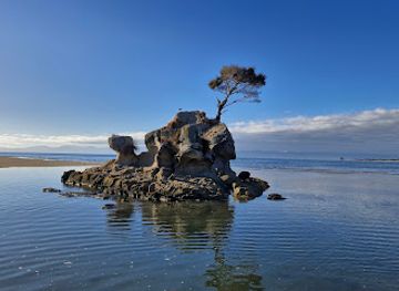 new-zealand/abel-tasman-national-park/attraction/tree-on-stone