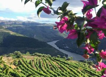 portugal/lamego/attraction/d-origem-museu-do-azeite