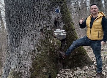 romania/maramures/attraction/gorunul-secular-ocna-sugatag