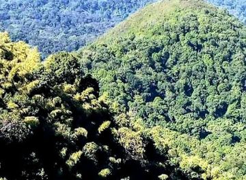 ethiopia/shewa/attraction/jibat-forest