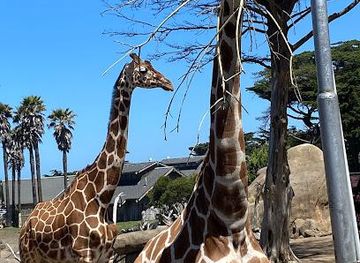 california/oakland/attraction/san-francisco-zoo
