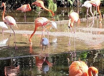 florida/miami/attraction/flamingo-gardens