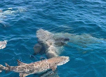 maldives/alimatha-island/attraction/nurseshark-point
