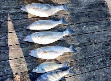 alabama/weiss-lake/attraction/cowan-creek-boat-launch