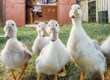 new-zealand/tauranga/attraction/bullswool-heritage-farm