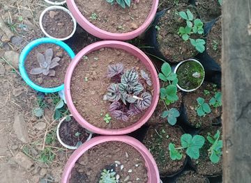 philippines/mt-pulag/attraction/lolo-simon-s-view-deck