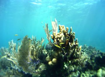 honduras/bay-islands/attraction/roatan-underwater-museum