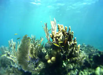 Roatan Underwater Museum