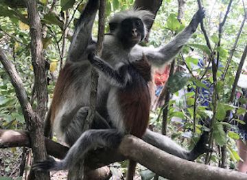 tanzania/masai-steppe/attraction/jozani-forest