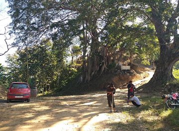 india/nagaland/attraction/banyan-trees