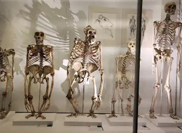 University Museum Of Zoology