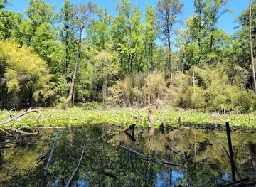 alabama/prattville/attraction/wilderness-park-bamboo-forest
