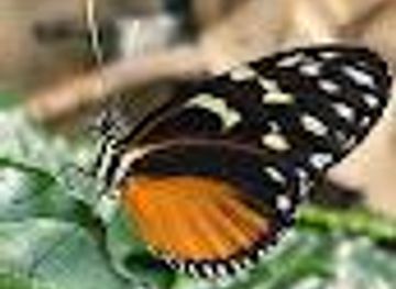 minnesota/rochester/attraction/dancing-wings-butterfly-garden