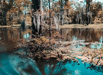 louisiana/florida-parishes/attraction/the-last-wilderness-eco-swamp-tours-cabins