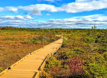 maine/bangor/attraction/orono-bog-boardwalk
