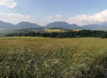 Bobrovník