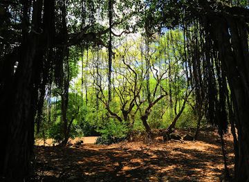mauritius/pointe-aux-piments/attraction/mutipliant-plaines-et-foret