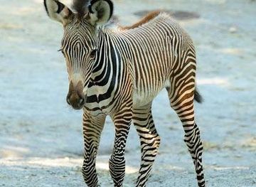 austria/salzburg/attraction/salzburg-zoo-hellbrunn