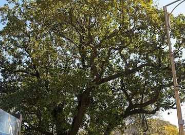 argentina/buenos-aires/attraction/gomero-de-la-recoleta-arbol-historico