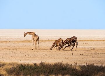 namibia/etosha-national-park/attraction/okondeka-natural-waterhole