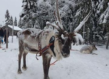 finland/ruka/attraction/orjasniemi-reindeer-farm