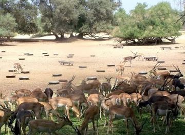 pakistan/southern-punjab/attraction/lal-suhanra-national-park